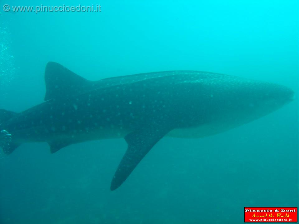 Djibouti - Pinuccio e Doni in immersione con Squalo Balena - 10.jpg